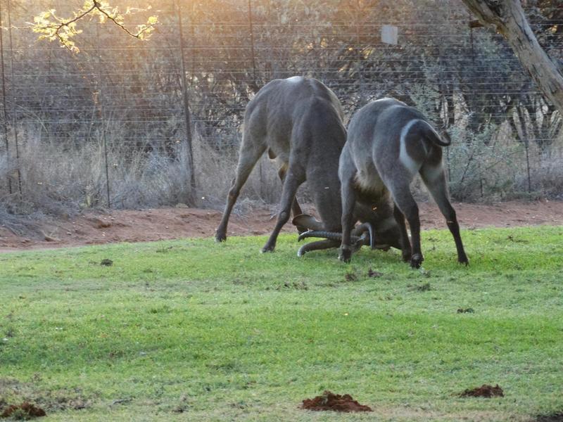 0 Bedroom Property for Sale in Lephalale Limpopo