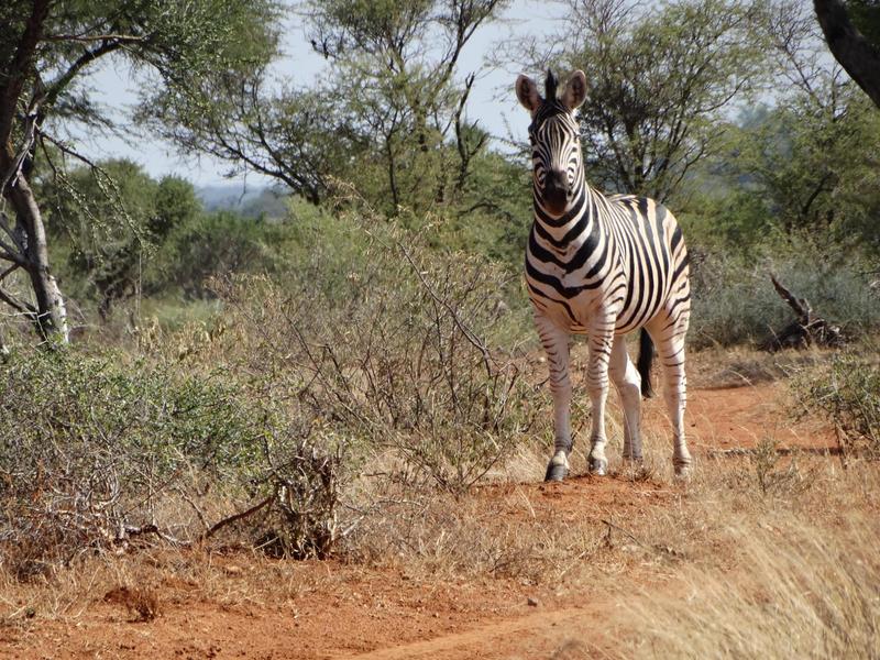 0 Bedroom Property for Sale in Lephalale Limpopo