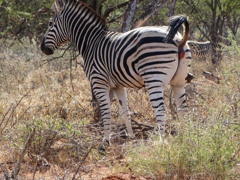 0 Bedroom Property for Sale in Lephalale Limpopo