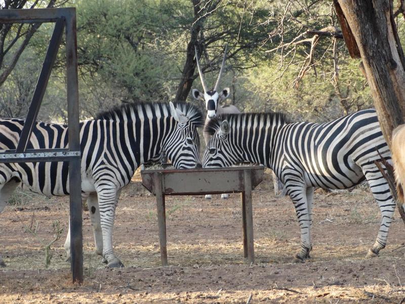 0 Bedroom Property for Sale in Lephalale Limpopo