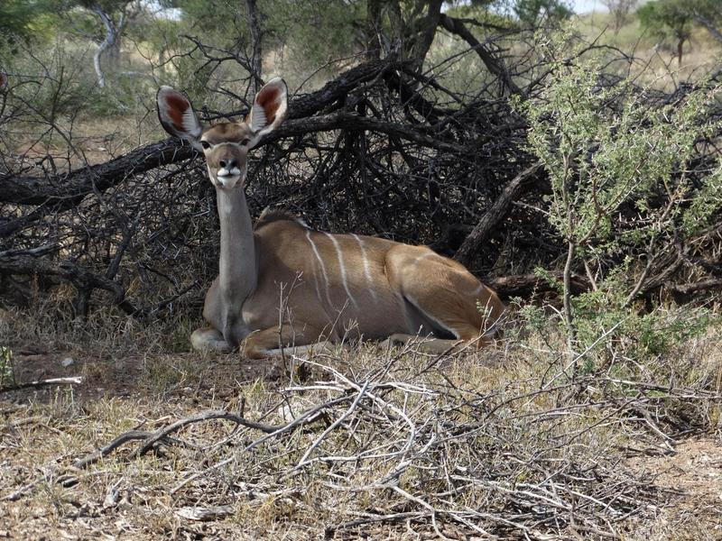 0 Bedroom Property for Sale in Lephalale Limpopo