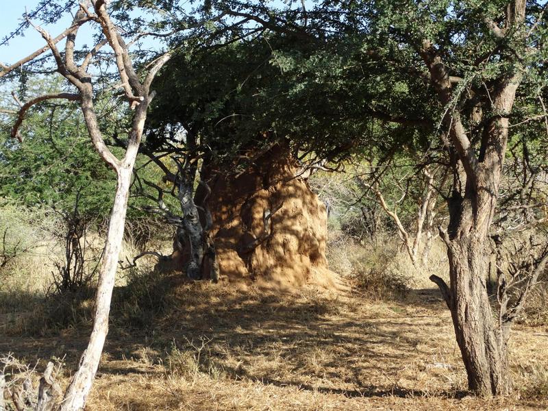 0 Bedroom Property for Sale in Lephalale Limpopo