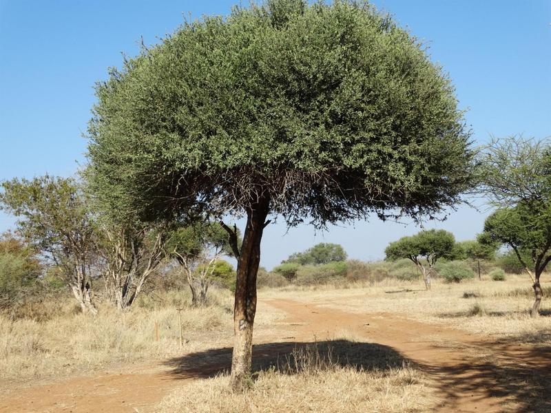 0 Bedroom Property for Sale in Lephalale Limpopo