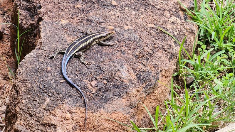 0 Bedroom Property for Sale in Lephalale Limpopo