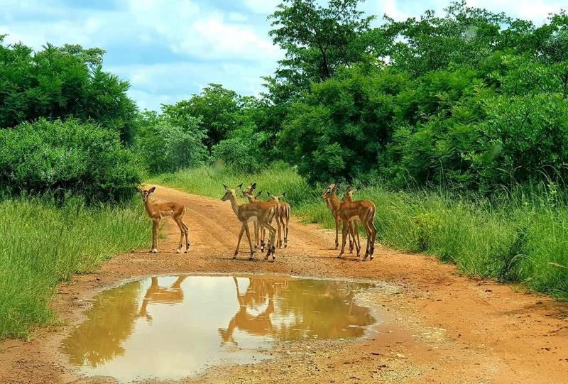 3 Bedroom Property for Sale in Thabazimbi Limpopo