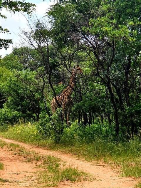 3 Bedroom Property for Sale in Thabazimbi Limpopo