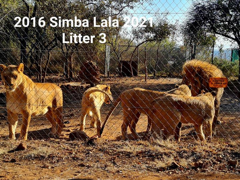 Commercial Property for Sale in Groblersdal Limpopo