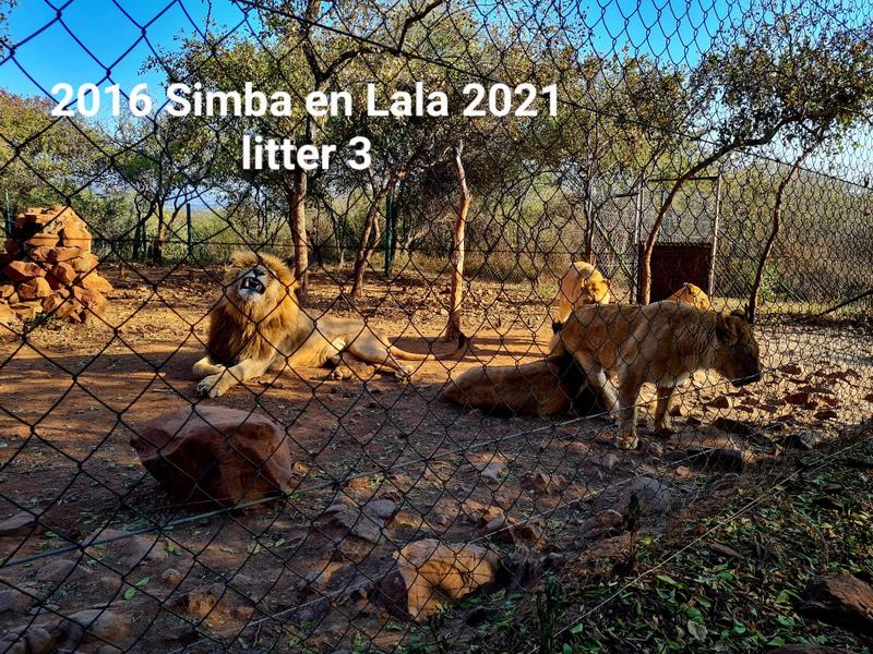 Commercial Property for Sale in Groblersdal Limpopo