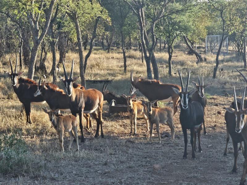 3 Bedroom Property for Sale in Groblersdal Limpopo