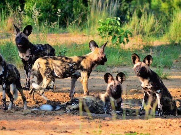 5 Bedroom Property for Sale in Vaalwater Limpopo