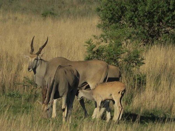 5 Bedroom Property for Sale in Vaalwater Limpopo