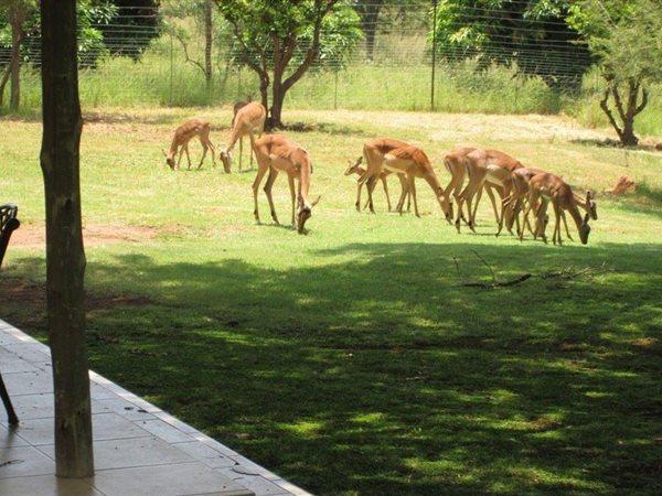 5 Bedroom Property for Sale in Vaalwater Limpopo