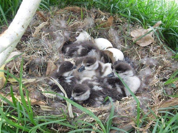 5 Bedroom Property for Sale in Vaalwater Limpopo