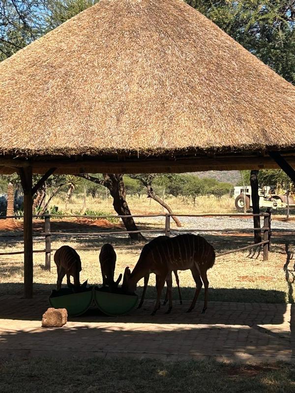 To Let 1 Bedroom Property for Rent in Mokopane Limpopo