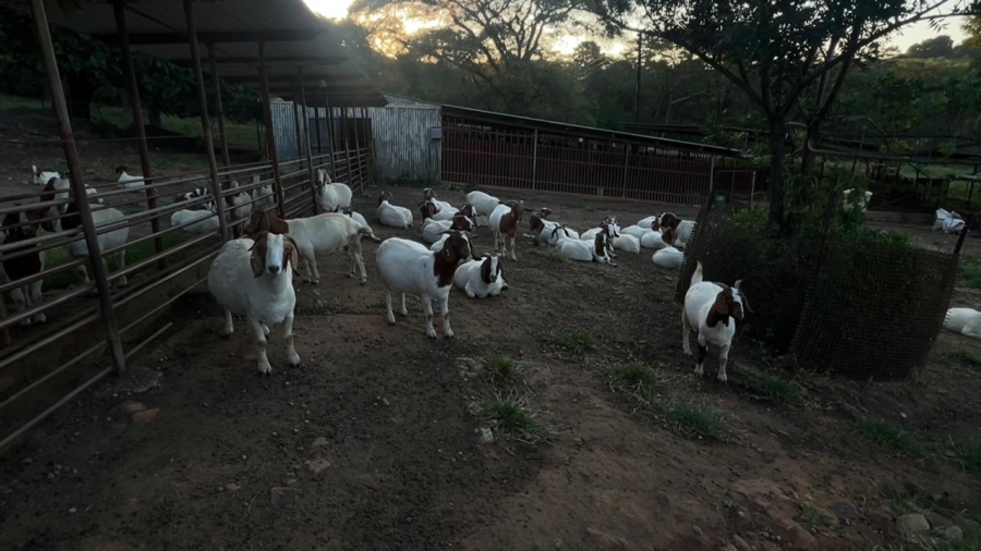 4 Bedroom Property for Sale in Tzaneen Rural Limpopo