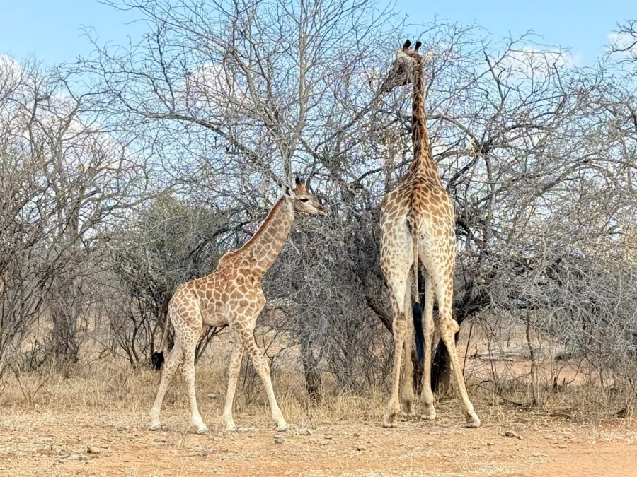 To Let 3 Bedroom Property for Rent in Hoedspruit Limpopo