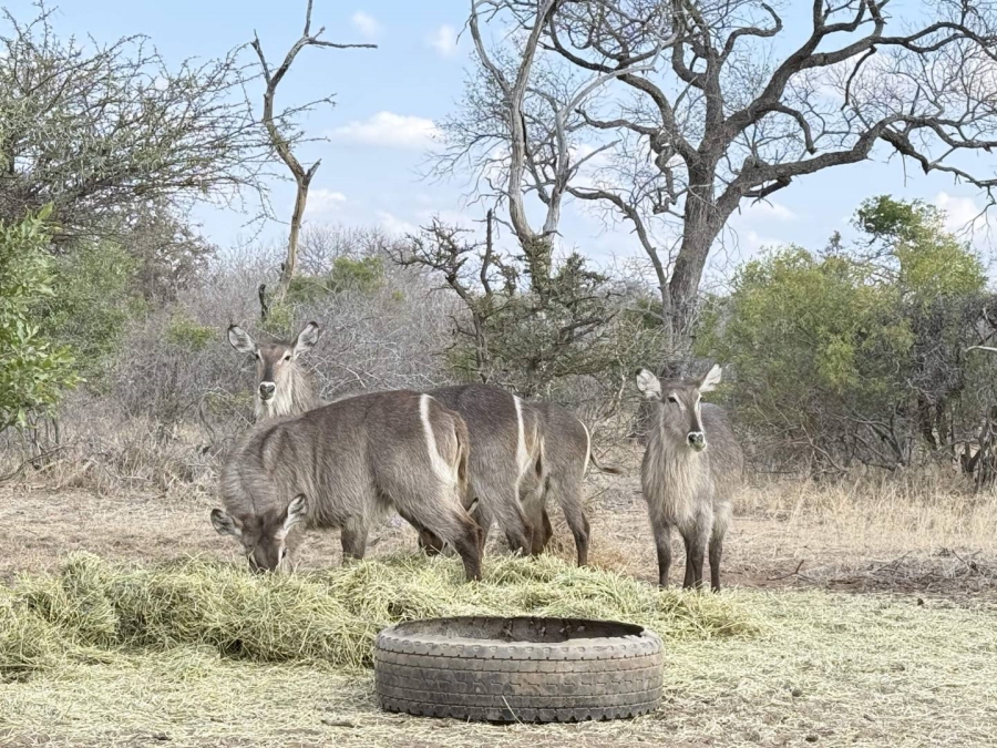 To Let 3 Bedroom Property for Rent in Hoedspruit Limpopo