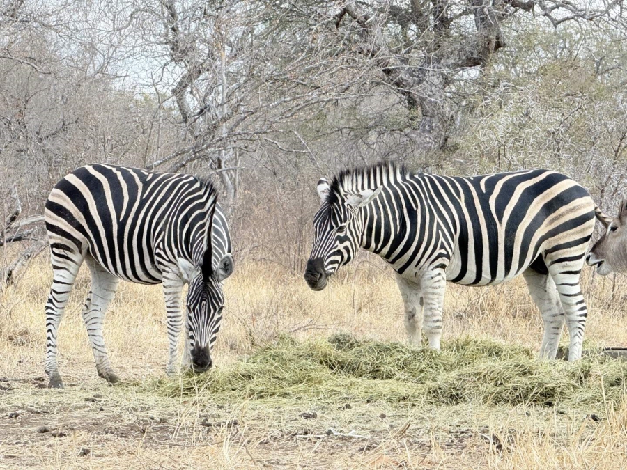 To Let 3 Bedroom Property for Rent in Hoedspruit Limpopo