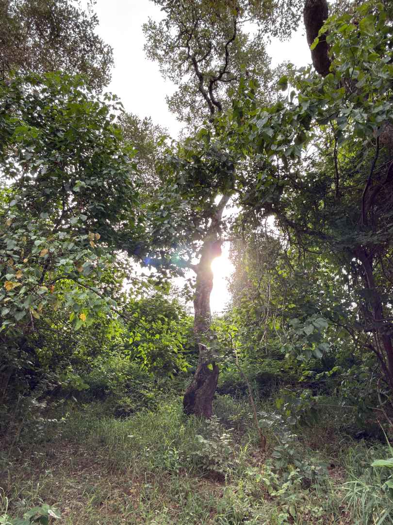 0 Bedroom Property for Sale in Elephant Rock Eco Estate Limpopo