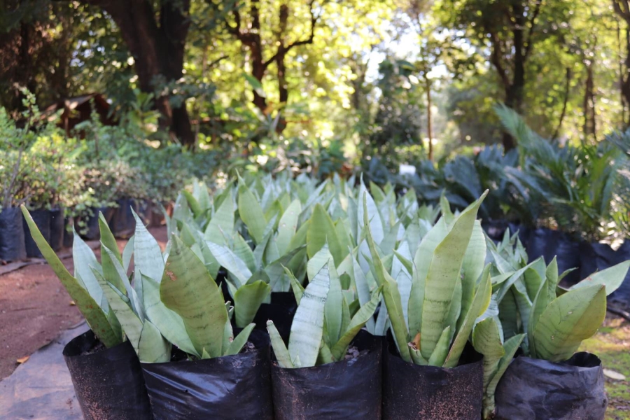 Commercial Property for Sale in Tzaneen Central Limpopo