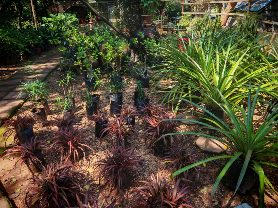 0 Bedroom Property for Sale in Tzaneen Central Limpopo