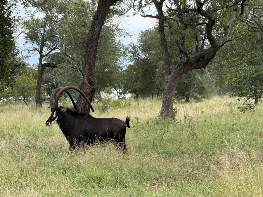 0 Bedroom Property for Sale in Mica Limpopo