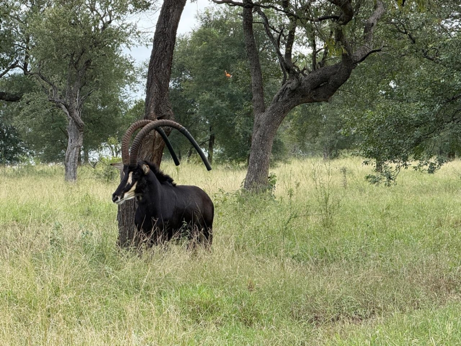 0 Bedroom Property for Sale in Mica Limpopo