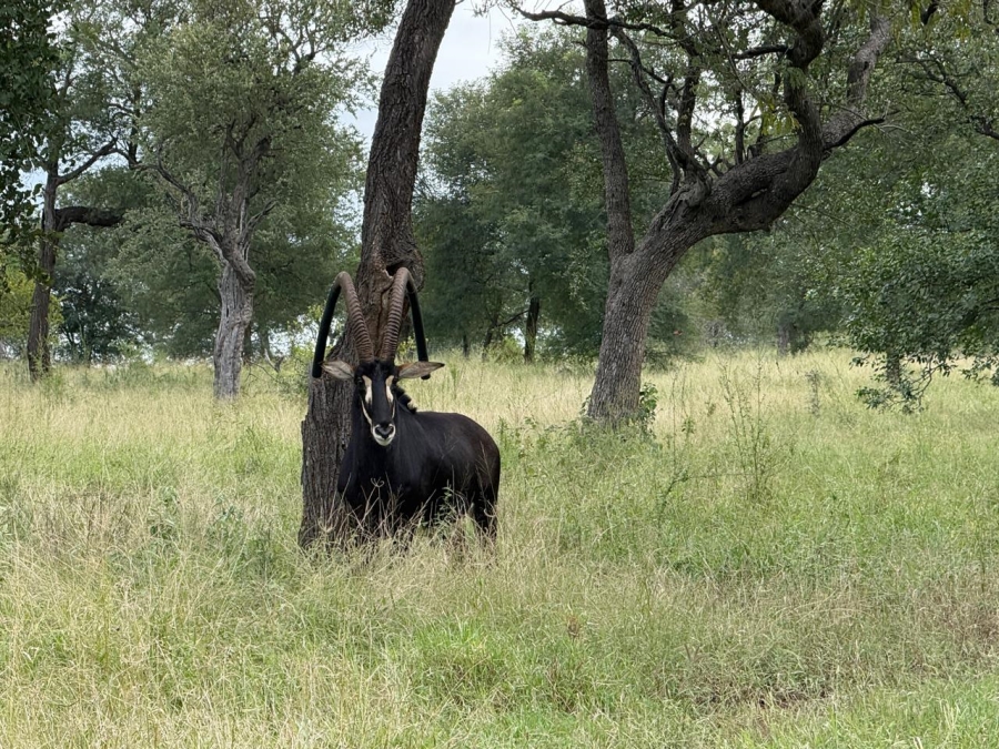 0 Bedroom Property for Sale in Mica Limpopo