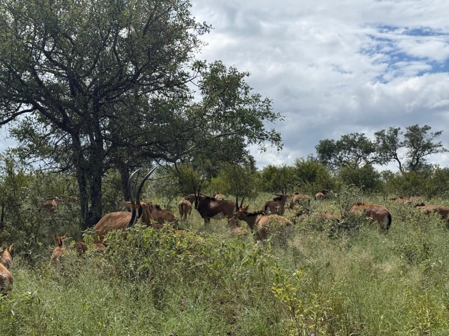 0 Bedroom Property for Sale in Mica Limpopo