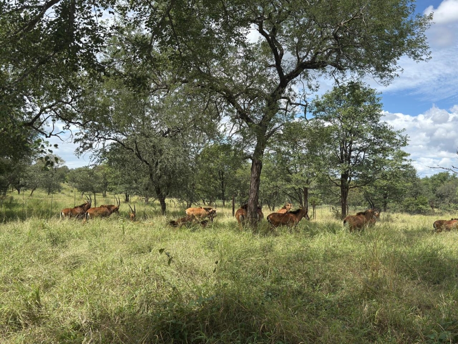 0 Bedroom Property for Sale in Mica Limpopo