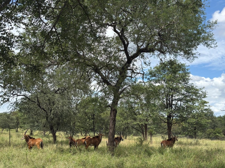 0 Bedroom Property for Sale in Mica Limpopo