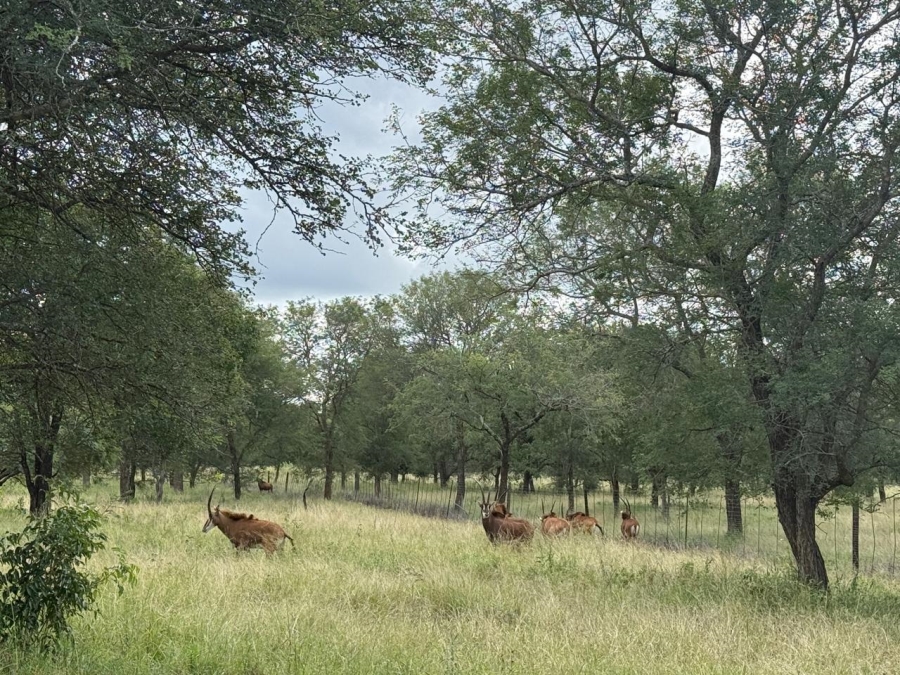 0 Bedroom Property for Sale in Mica Limpopo