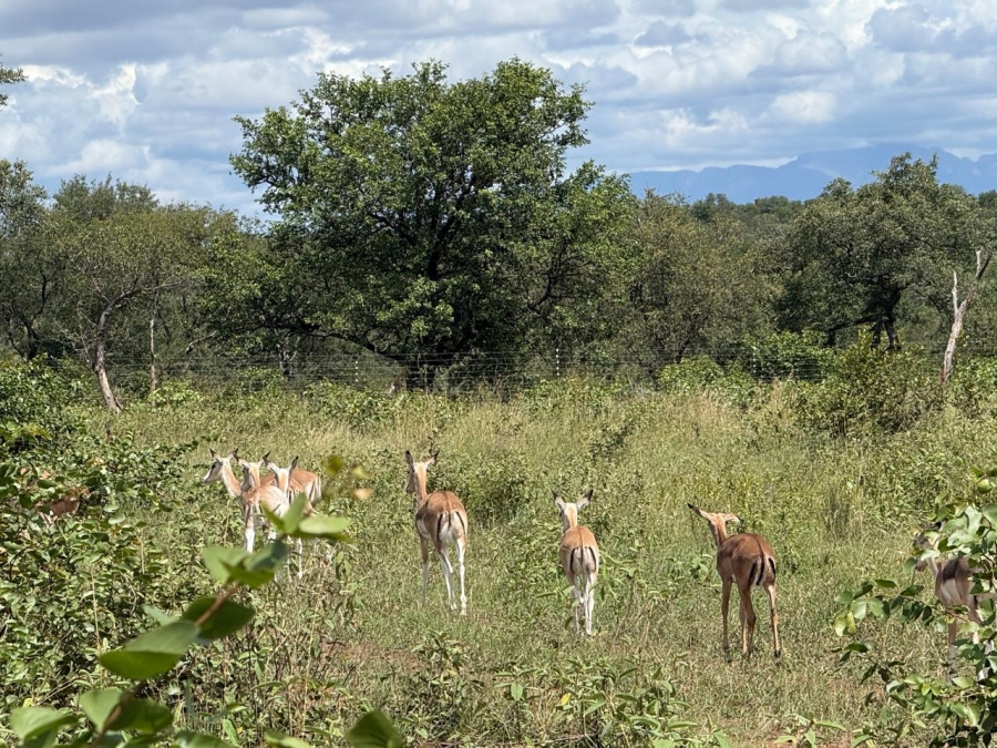 0 Bedroom Property for Sale in Mica Limpopo