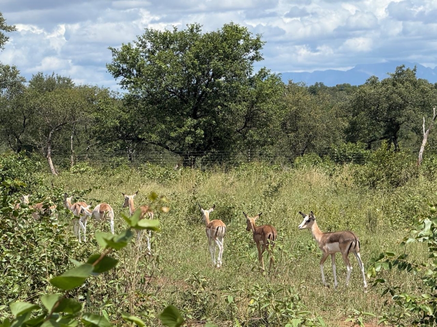 0 Bedroom Property for Sale in Mica Limpopo