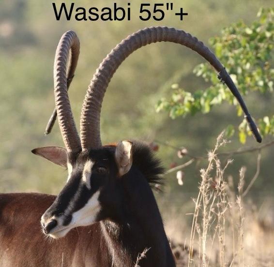 0 Bedroom Property for Sale in Mica Limpopo