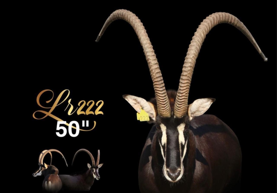 0 Bedroom Property for Sale in Mica Limpopo