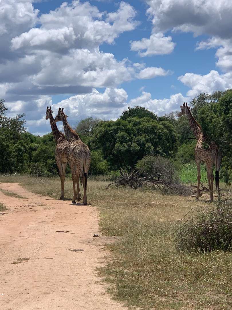 0 Bedroom Property for Sale in Moditlo Wildlife Estate Limpopo