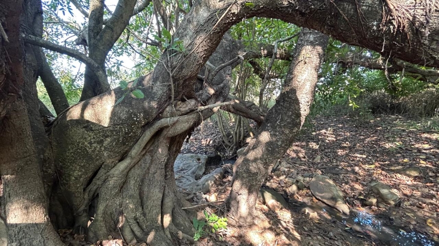 0 Bedroom Property for Sale in Tzaneen Rural Limpopo