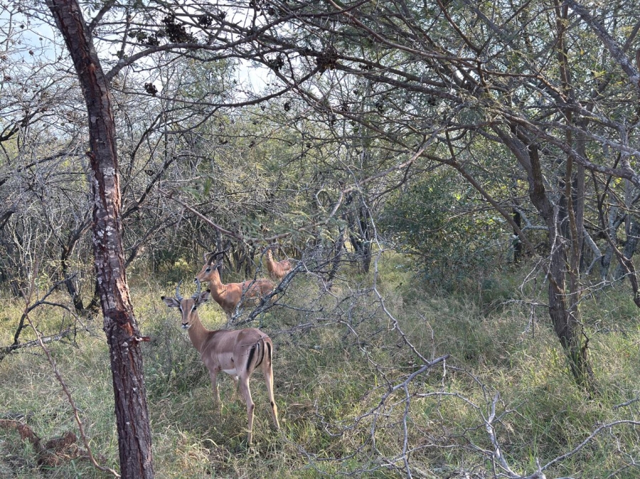 0 Bedroom Property for Sale in Moditlo Wildlife Estate Limpopo