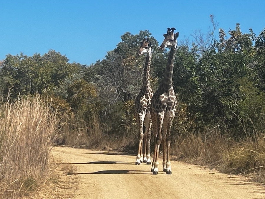 0 Bedroom Property for Sale in Moditlo Wildlife Estate Limpopo