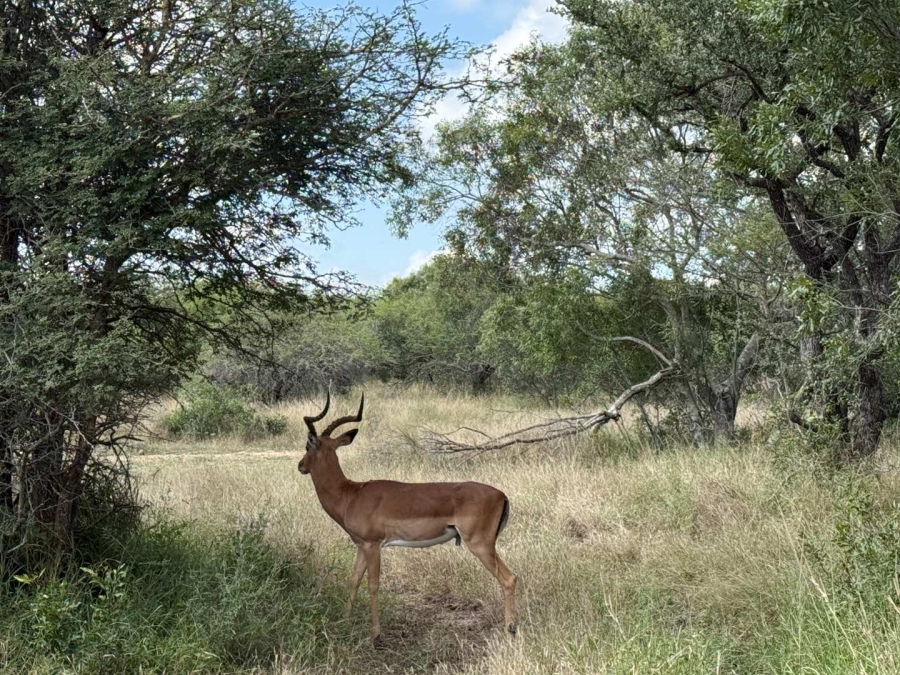 3 Bedroom Property for Sale in Moditlo Wildlife Estate Limpopo