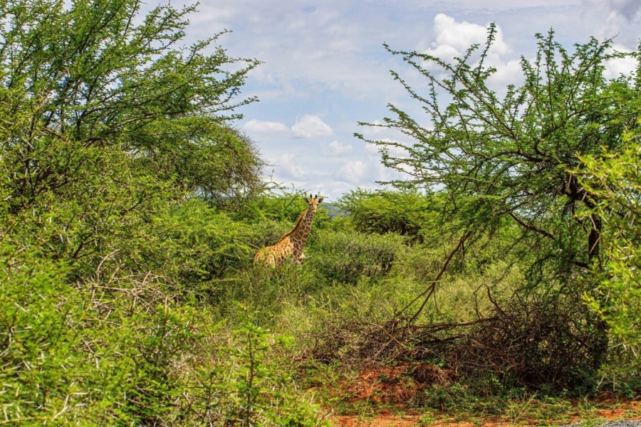 Commercial Property for Sale in Groblersdal Limpopo