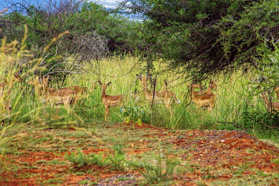 Commercial Property for Sale in Groblersdal Limpopo