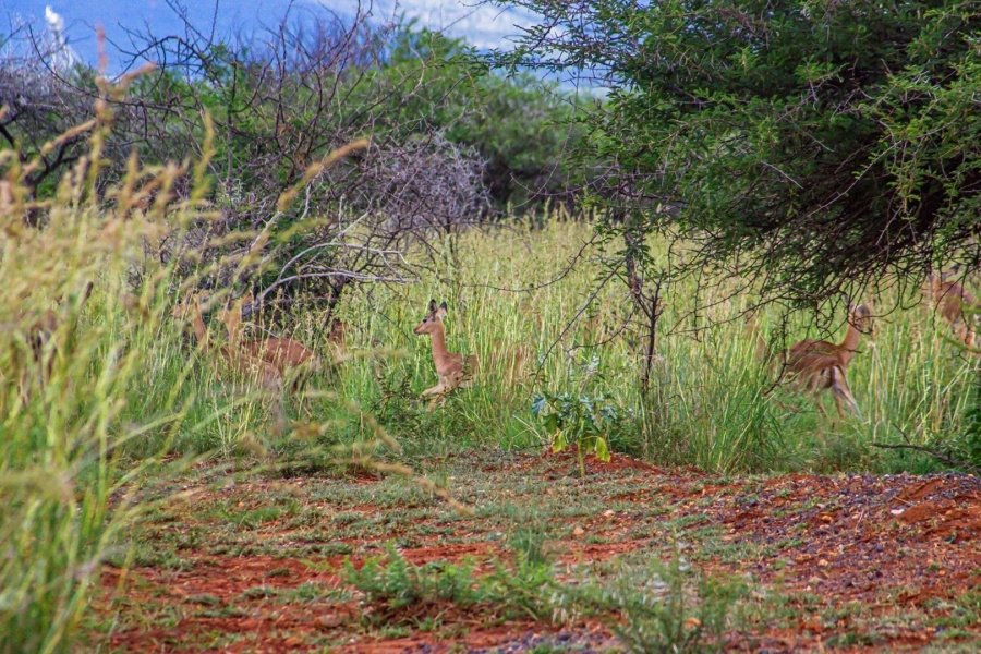 Commercial Property for Sale in Groblersdal Limpopo