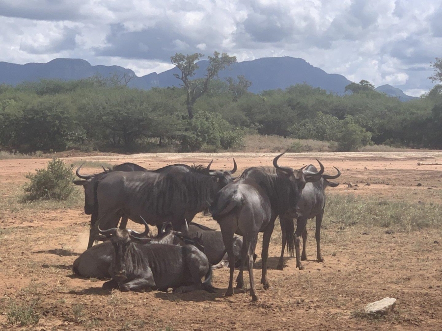 0 Bedroom Property for Sale in Moditlo Wildlife Estate Limpopo