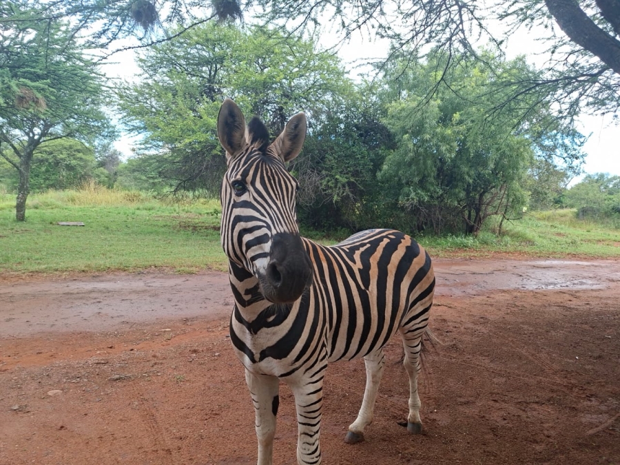 2 Bedroom Property for Sale in Bela Bela Limpopo