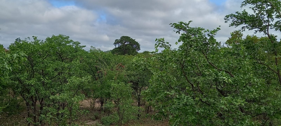 0 Bedroom Property for Sale in Musina Limpopo
