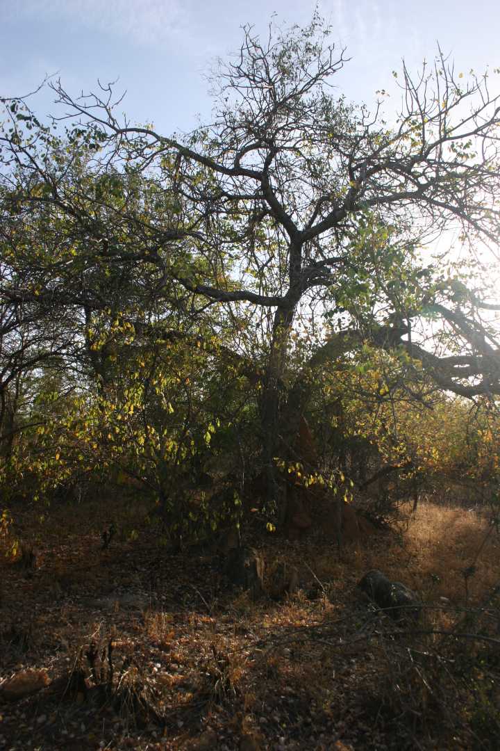 0 Bedroom Property for Sale in Elephant Rock Eco Estate Limpopo