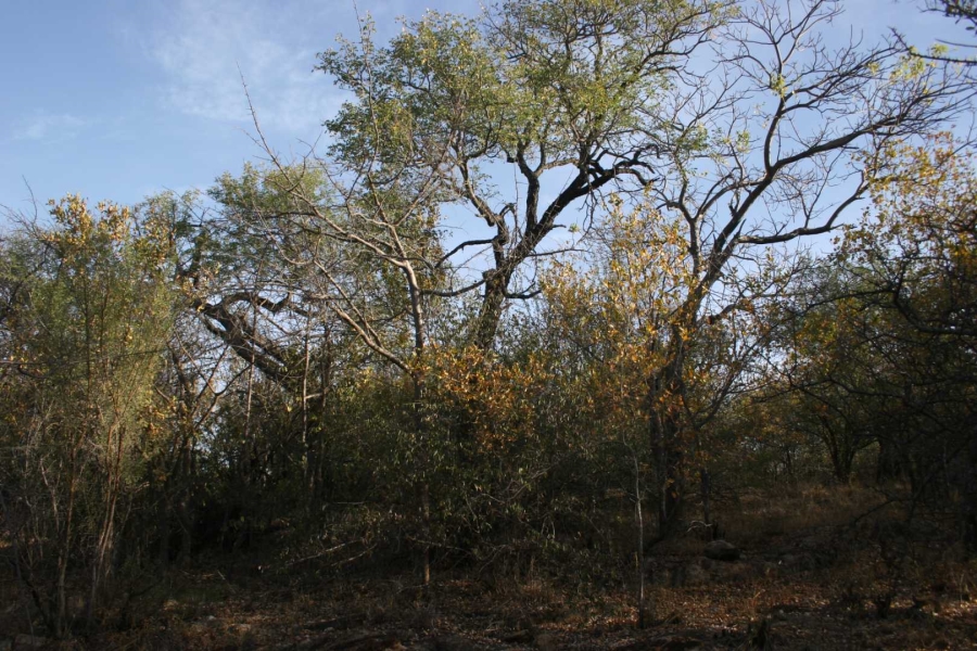 0 Bedroom Property for Sale in Elephant Rock Eco Estate Limpopo