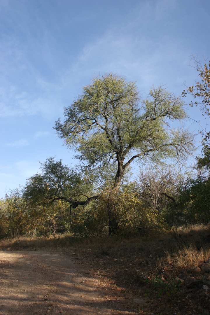 0 Bedroom Property for Sale in Elephant Rock Eco Estate Limpopo